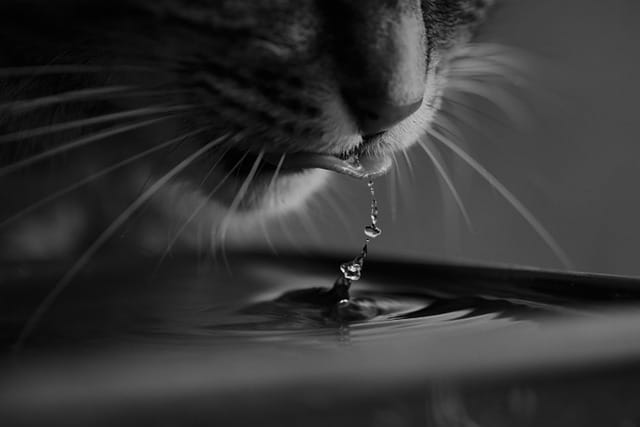 veken water fountain review
