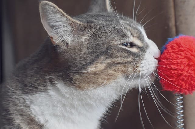 cat smelling good