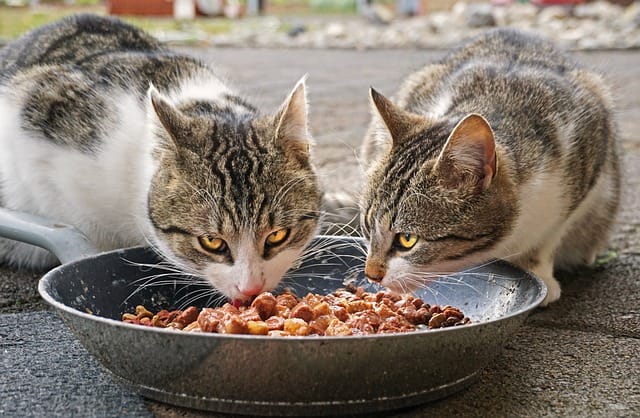 good cat food