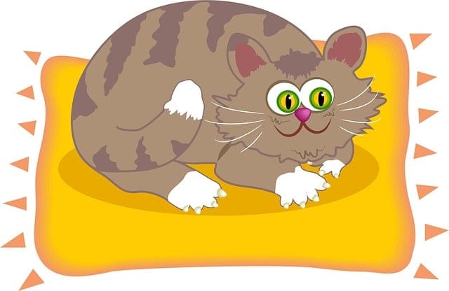 Cat on Mat cat on mat