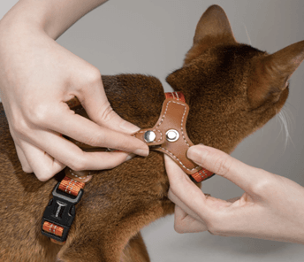 cat having a harness put on