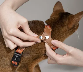 cat having a harness put on