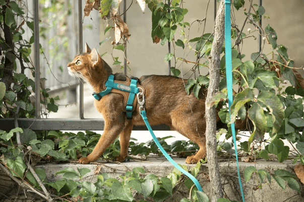 a cat with a leash on a side walk next to a fence