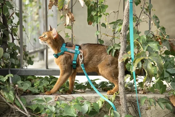 a cat with a leash on a side walk next to a fence