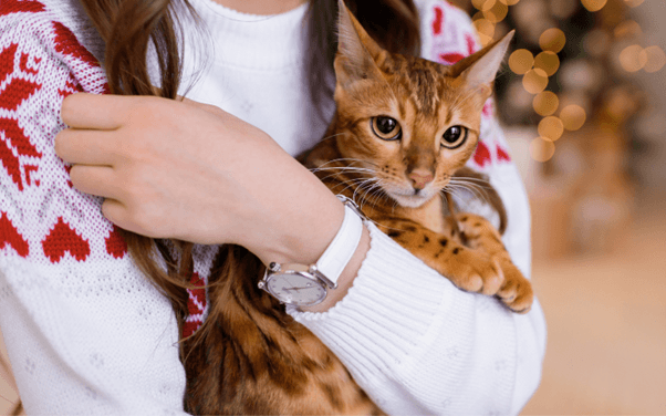 orange brown cat in a human arms orange brown cat in a human arms