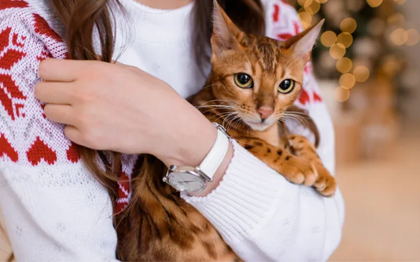orange brown cat in a human arms orange brown cat in a human arms