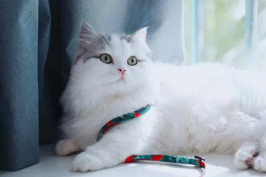 a white and gray cat with a leash around it