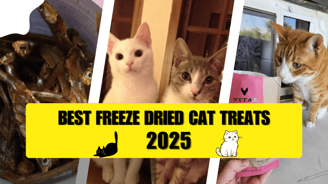 Best Freeze Dried Cat Treats 2025