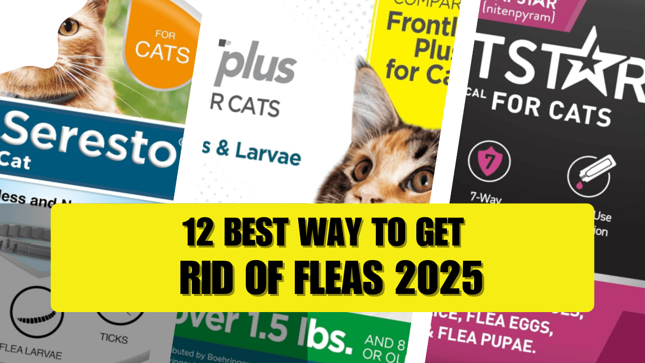 best way to get rid of fleas
