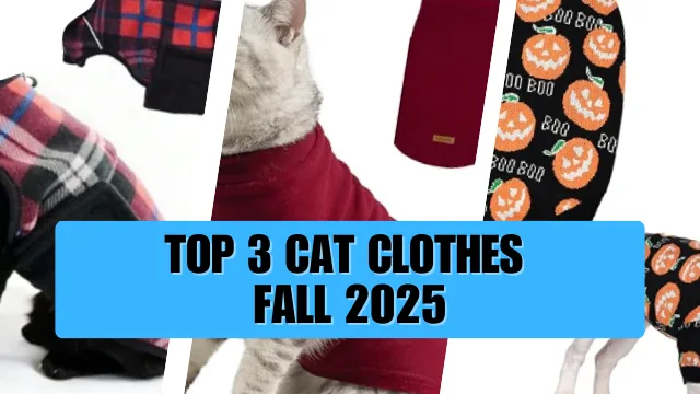 top 3 cat clothes for fall
