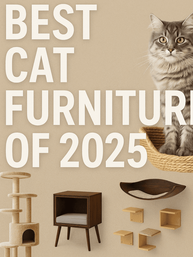 best cat furniture 2025