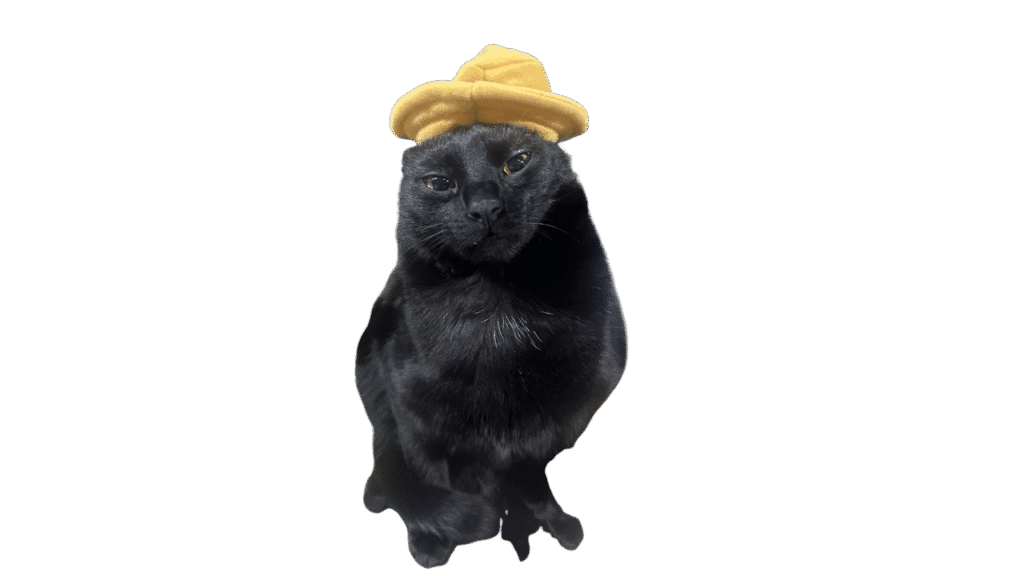 black cat trusted pick reviews