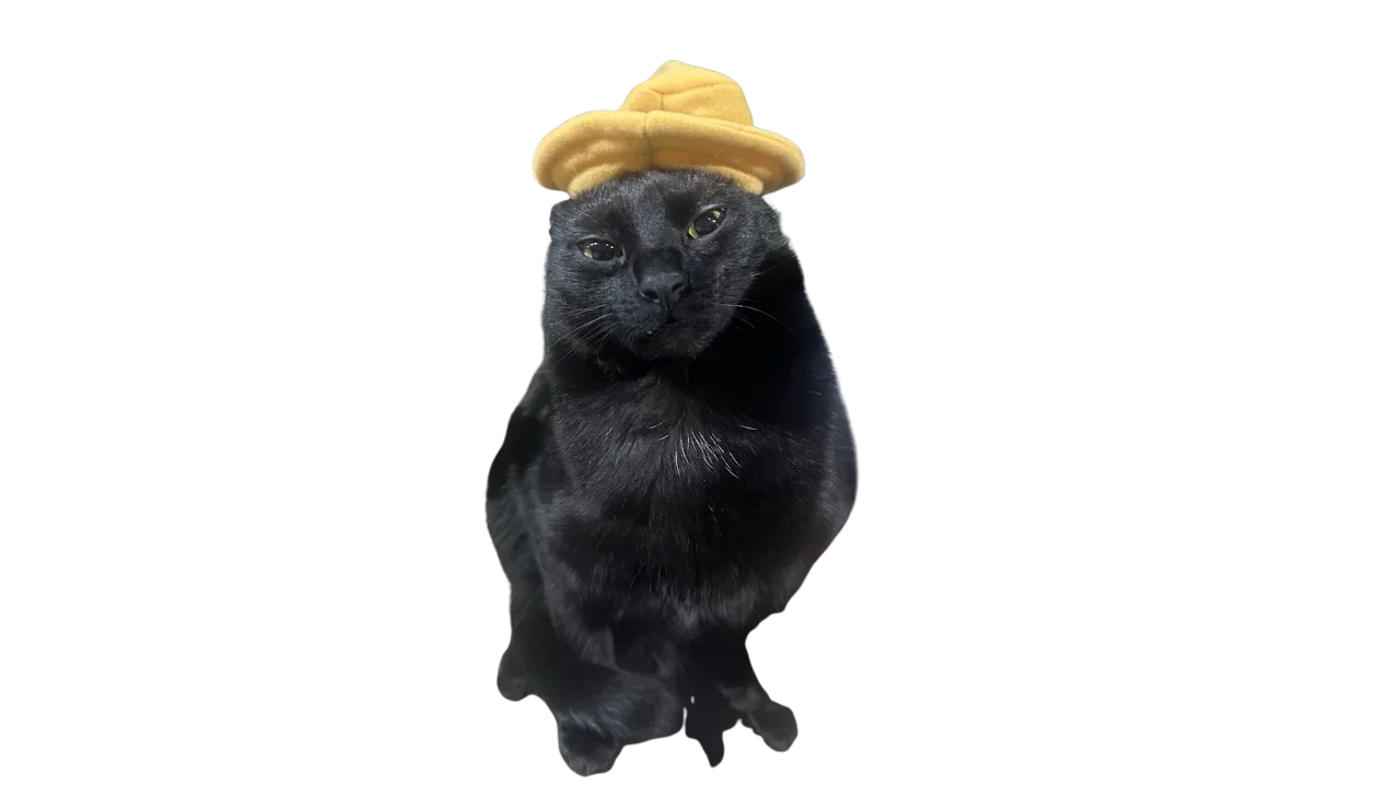 black cat trusted pick reviews